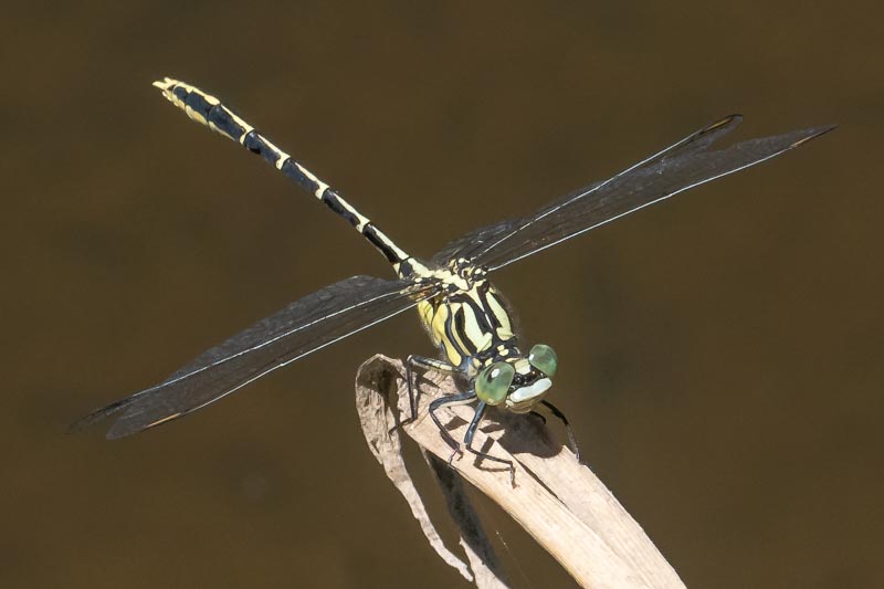 Austrogomphus guerini (Yellow-striped Hunter) male-7.jpg